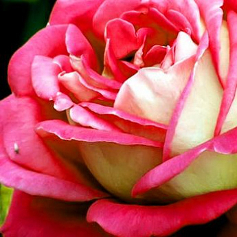Роза плетистая бело-красная "Седая Дама" (саженец класса АА+) высший сорт - фото 2