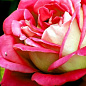 Роза плетистая бело-красная "Седая Дама" (саженец класса АА+) высший сорт