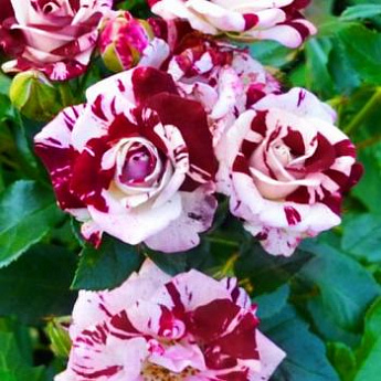Роза спрей бело-бордовая "Маршмеллоу" (Marshmallow) (саженец класса АА+, премиальный морозостойкий сорт) - фото 2