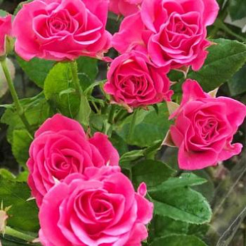 Роза спрей розовая "Лавли Лидия" (Lovely Lidia) (саженец класса АА+) высший сорт - фото 3