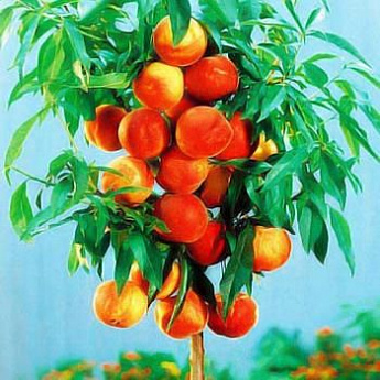 Персик колоновидный красно-оранжевый "Медовый " (средний срок созревания) - фото 2