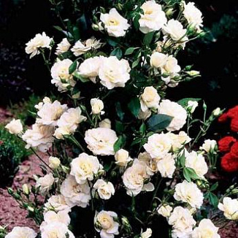 Роза плетистая белая "Шнивальзер" (саженец класса АА+) высший сорт - фото 2