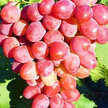 Виноград розовый "Анюта" (столовый сорт, средне-поздний срок созревания) - фото 2