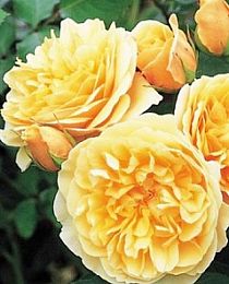Роза английская желтая "Грехам Томас" (Graham Thomas) (саженец класса АА+) высший сорт