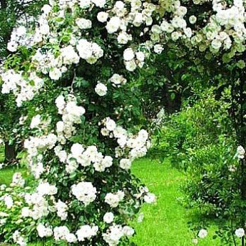 Роза плетистая нежно-белая "Амур" (Amur) (саженец класса АА+, премиальный сорт, долгоцветущая) - фото 2