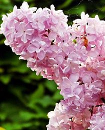 Сирень Розовая дымка светло-розовая (позднего срока цветения) (контейнер p9) 1-год