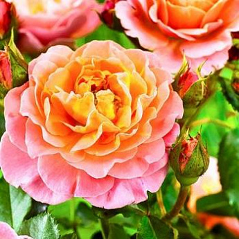Роза плетистая розово-оранжевая "Полька" (саженец класса АА+) высший сорт - фото 2