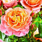 Роза плетистая розово-оранжевая "Полька" (саженец класса АА+) высший сорт
