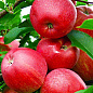 Эксклюзив! Яблоня насыщенно-красная "Лавина" (Avalanche) (премиальный скороплодный сорт)
