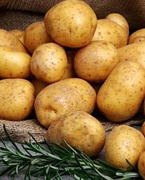 Семенной картофель Гала 1кг
