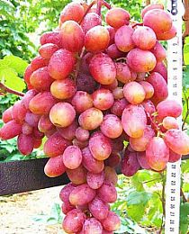 Виноград Юлиан насыщенно-розовый (столовый ремонтантный сорт, средне-ранний срок созревания)