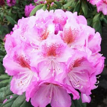 Рододендрон азалия нежно-розовая "Гаага" (Haaga) - фото 2