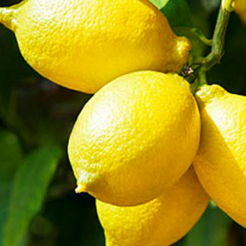 Лимон "Урман" (ремонтантный, устойчивый к заболеваниям сорт) - фото 2