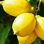 Лимон "Урман" (ремонтантный, устойчивый к заболеваниям сорт)