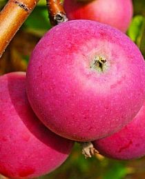 Яблоня Вишневая розово-красная (зимний, морозоустойчивый сорт)