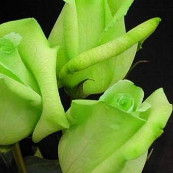 Роза чайно-гибридная лимонная с зеленым оттенком "Супер грин" (саженец класса АА+) высший сорт  - фото 2