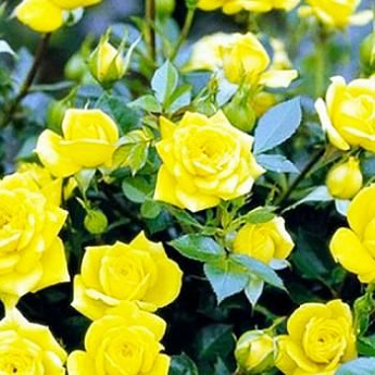 Роза спрей ярко-желтая "Шани" (саженец класса АА+) высший сорт - фото 3
