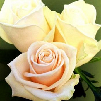 Роза чайно-гибридная кремовая с розовинкой "Талия" (Talea)  (саженец класса АА+) высший сорт - фото 2
