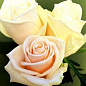 Роза чайно-гибридная кремовая с розовинкой "Талия" (Talea)  (саженец класса АА+) высший сорт