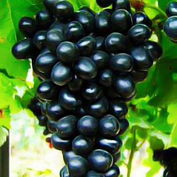 Виноград темно-фиолетовый "Молдова" (столовый сорт, средне-поздний срок созревания) - фото 2