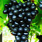 Виноград темно-фиолетовый "Молдова" (столовый сорт, средне-поздний срок созревания)