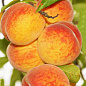 Персик оранжевый с красным румянцем "Киевский Ранний" (ранний срок созревания)