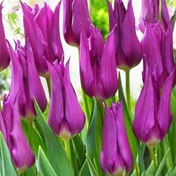 Тюльпан лилиецветный "Пёрпл Дрим" (Purple Dream) 3шт в упаковке (размер 12\+) - фото 2