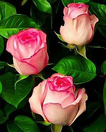 Роза чайно-гибридная Белла Вита биколор (саженец класса АА+) высший сорт
