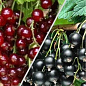 Смородина, комплект из 2-х сортов "Очаровательная ягодка" (Charming berry) 2шт саженцев
