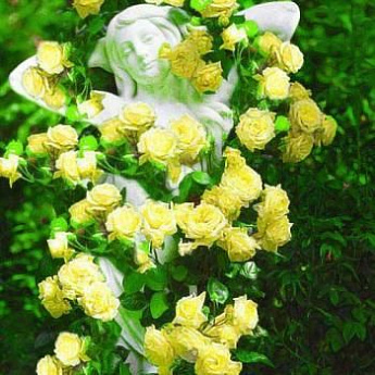 Роза плетистая ярко желтая "Солнце свет" (Sun light) (премиальный морозостойкий сорт) - фото 3