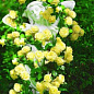 Роза плетистая ярко желтая "Солнце свет" (Sun light) (премиальный морозостойкий сорт)