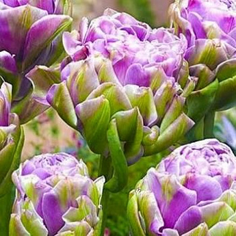 Тюльпан многоцветковый "Вайолет Прана" (Violet Prana) 3шт в упаковке (размер 12\+) - фото 2