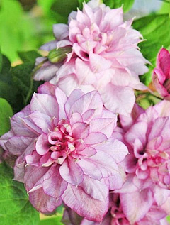 Клематис крупноцветковый розовый "Инносент гланс" (Innocent Glance) (польский сорт)18