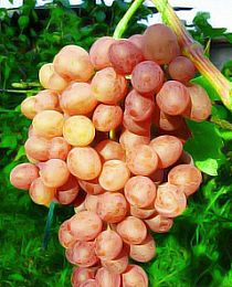 Виноград розовый "Находка" (кишмиш, средний срок созревания)