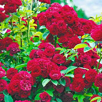 Роза плетистая ярко-красная "Сантана" (саженец класса АА+) высший сорт  - фото 4