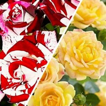Роза спрей, комплект из 2-х сортов "Аленький цветочек" (The Scarlet Flower) 2шт саженцев - фото 2