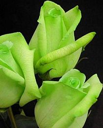Роза чайно-гибридная Супер Грин лимонная с зеленым оттенком (саженец класса АА+) высший сорт