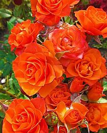 Роза спрей Колибри (Hummingbird) ярко-оранжевая (саженец класса АА+, ароматный сорт)