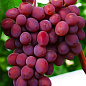 Виноград фиолетовый бессемянный "Запорожский" (кишмиш, ультраранний срок созревания)