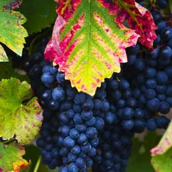 Виноград темно-синий "Плечистик" (винный сорт, среднего срока созревания) - фото 2