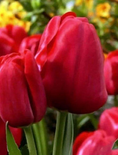 Тюльпан "Silhouette Bouquet"10