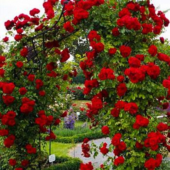 Роза плетистая ярко-красная "Ван Лав" (One Love) (саженец класса АА+, премиальный сорт, подходит для живой изгороди) - фото 3