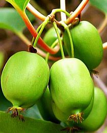 Мини-киви зеленый "Фигурная" (актинидия, ранний срок созревания, женский цветок)