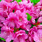 Рододендрон азалия розовая "Кармезина Роуз" (Kermesina) (контейнер p9)