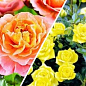 Роза плетистая, комплект из 2-х сортов "Изысканное цветение" (Exquisite flowering) 2шт саженцев
