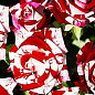 Роза спрей бело-бордовая "Флеш Найт" (Flash Night) (саженец класса АА+) высший сорт