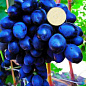 Виноград темно-синий "Гала" (столовый сорт, ранний срок созревания)