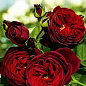 Роза флорибунда алая "Графин фон Харденберг" (саженец класса АА+) высший сорт