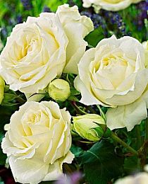 Роза чайно-гибридная Боинг белая (саженец класса АА+) высший сорт