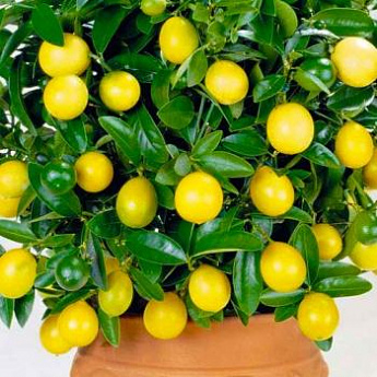 Эксклюзив! Лимон светло-желтый "Любимчик" (Pet) (премиальный сорт, очень высокоурожайный) - фото 2